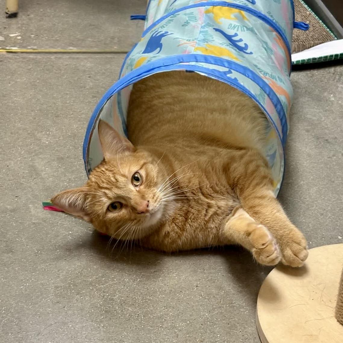 Enlarge Daniel Tiger - likes kids and dogs, a Adoptable Domestic Short Hair in Austin, TX image 4/6