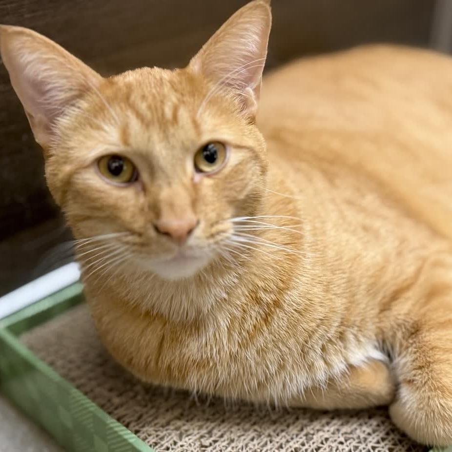 Enlarge Daniel Tiger - likes kids and dogs, a Adoptable Domestic Short Hair in Austin, TX image 2/6