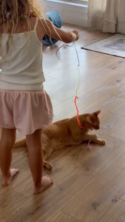 Enlarge Daniel Tiger - likes kids and dogs, a Adoptable Domestic Short Hair in Austin, TX video 3/6