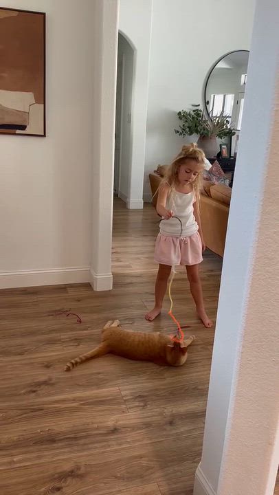 Enlarge Daniel Tiger - likes kids and dogs, a Adoptable Domestic Short Hair in Austin, TX video 6/6