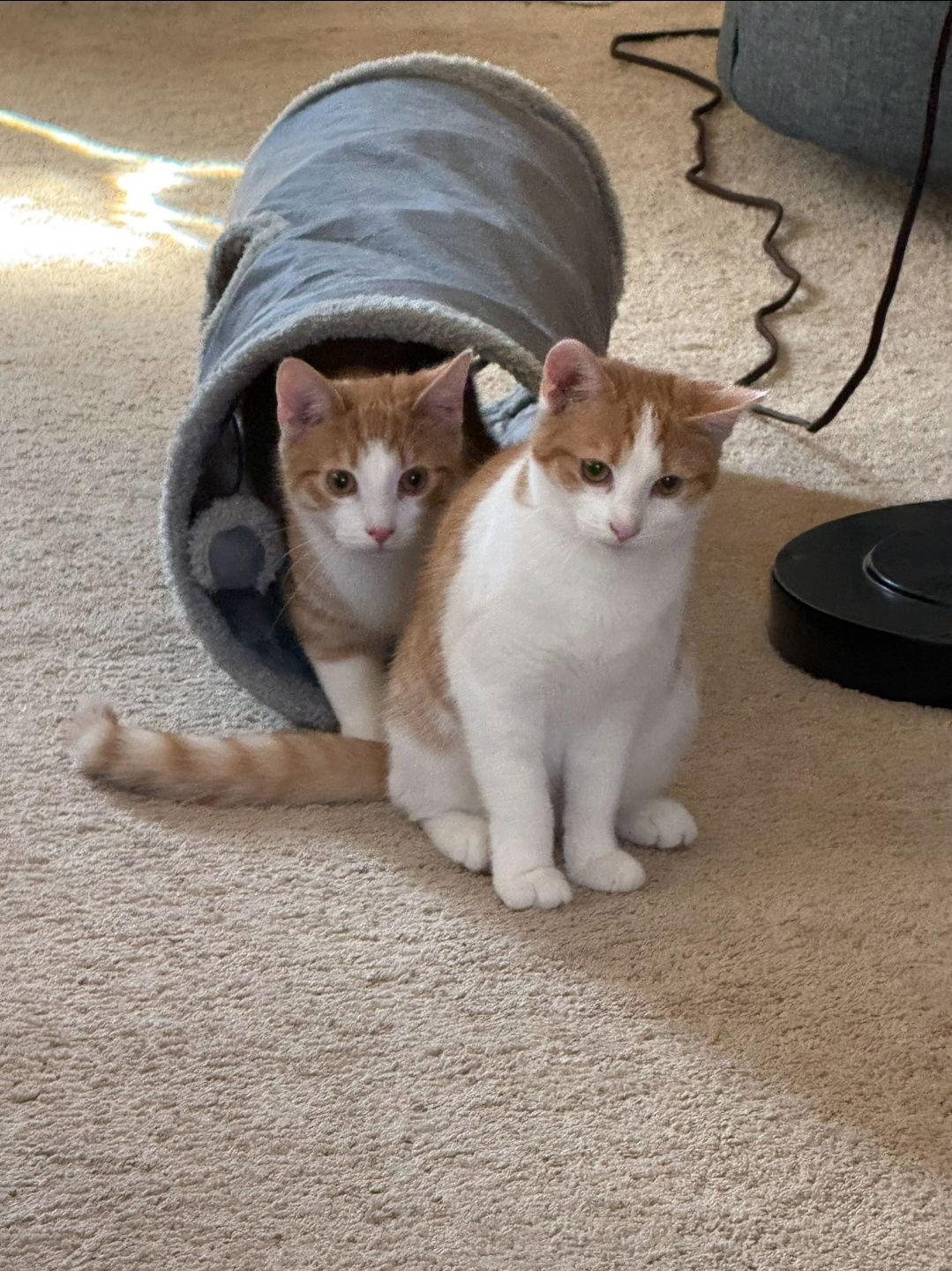 Pancake, Adoptable, Young Male Domestic Short Hair.