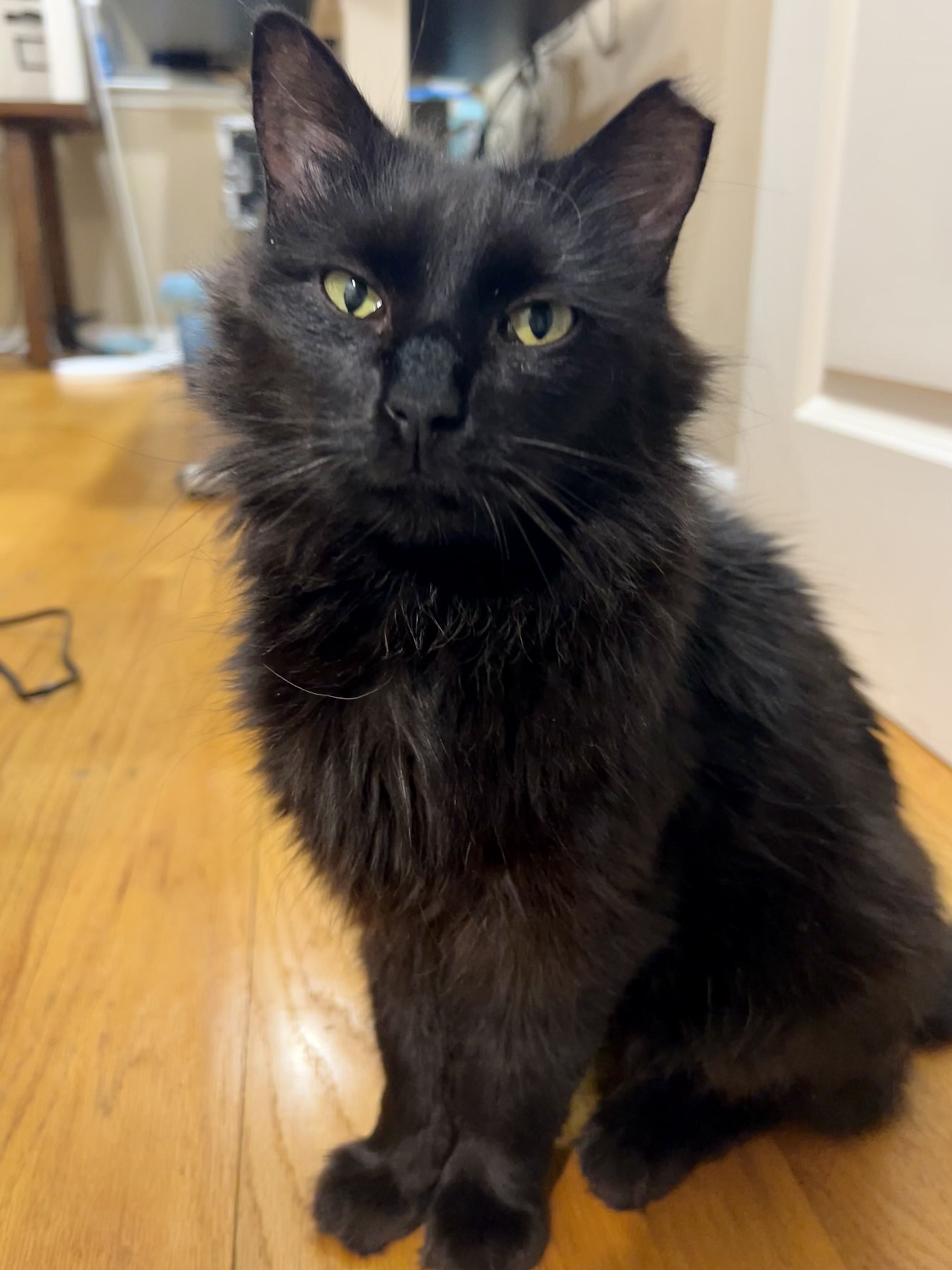 Enlarge Anakin, an adoptable mixed breed in Philadelphia, PA image 2/6