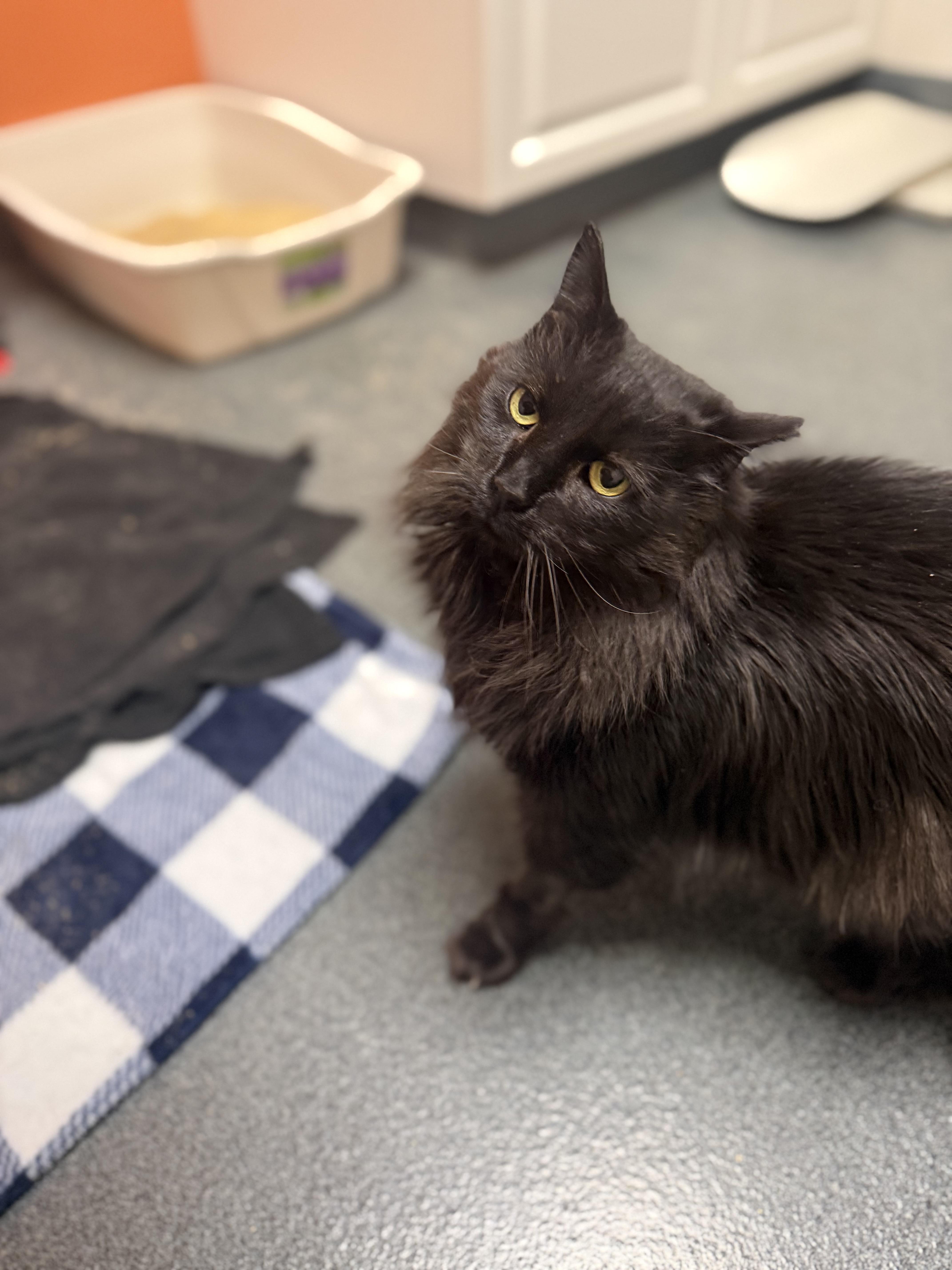 Enlarge Anakin, an adoptable mixed breed in Philadelphia, PA image 4/6