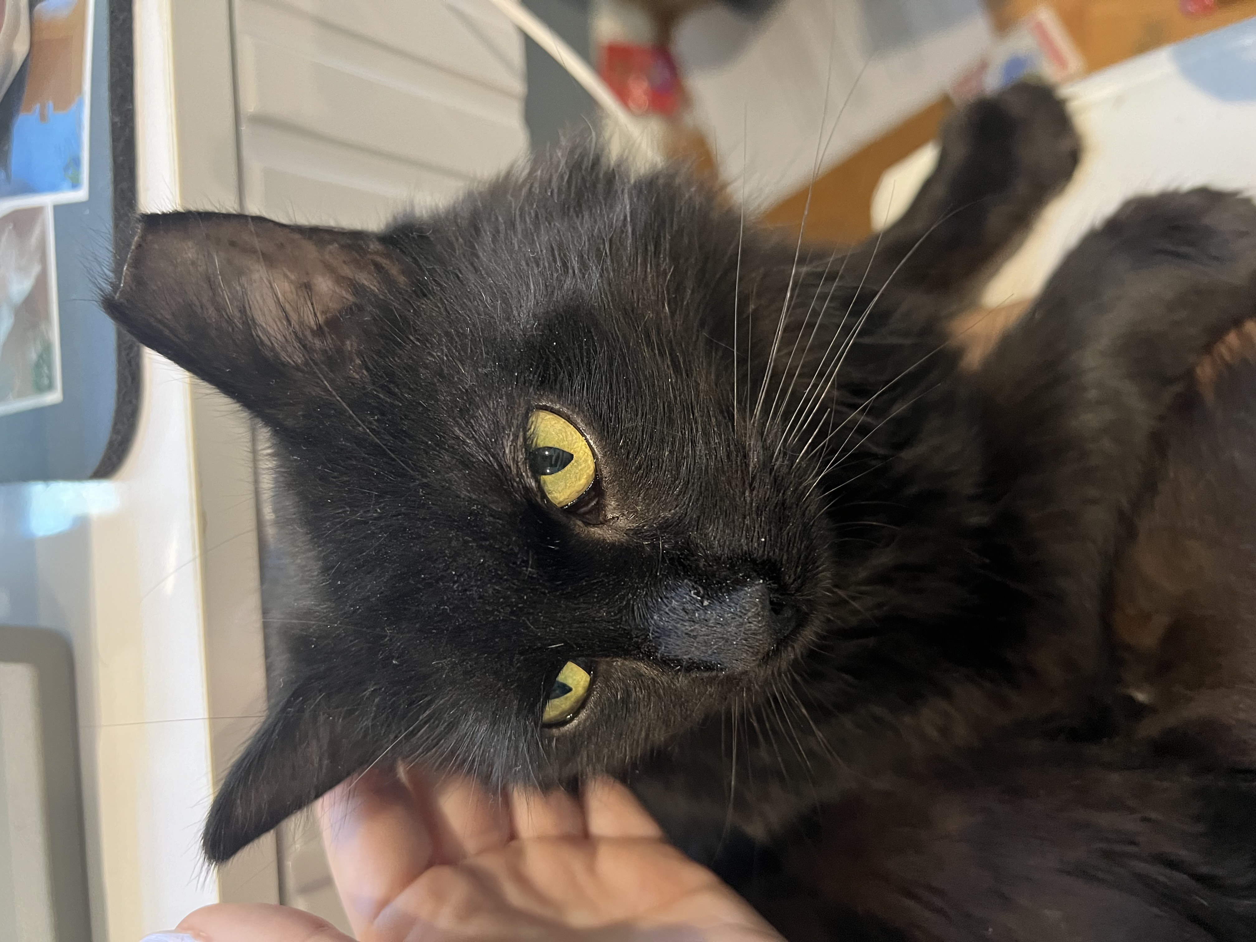 Enlarge Anakin, an adoptable mixed breed in Philadelphia, PA image 5/6