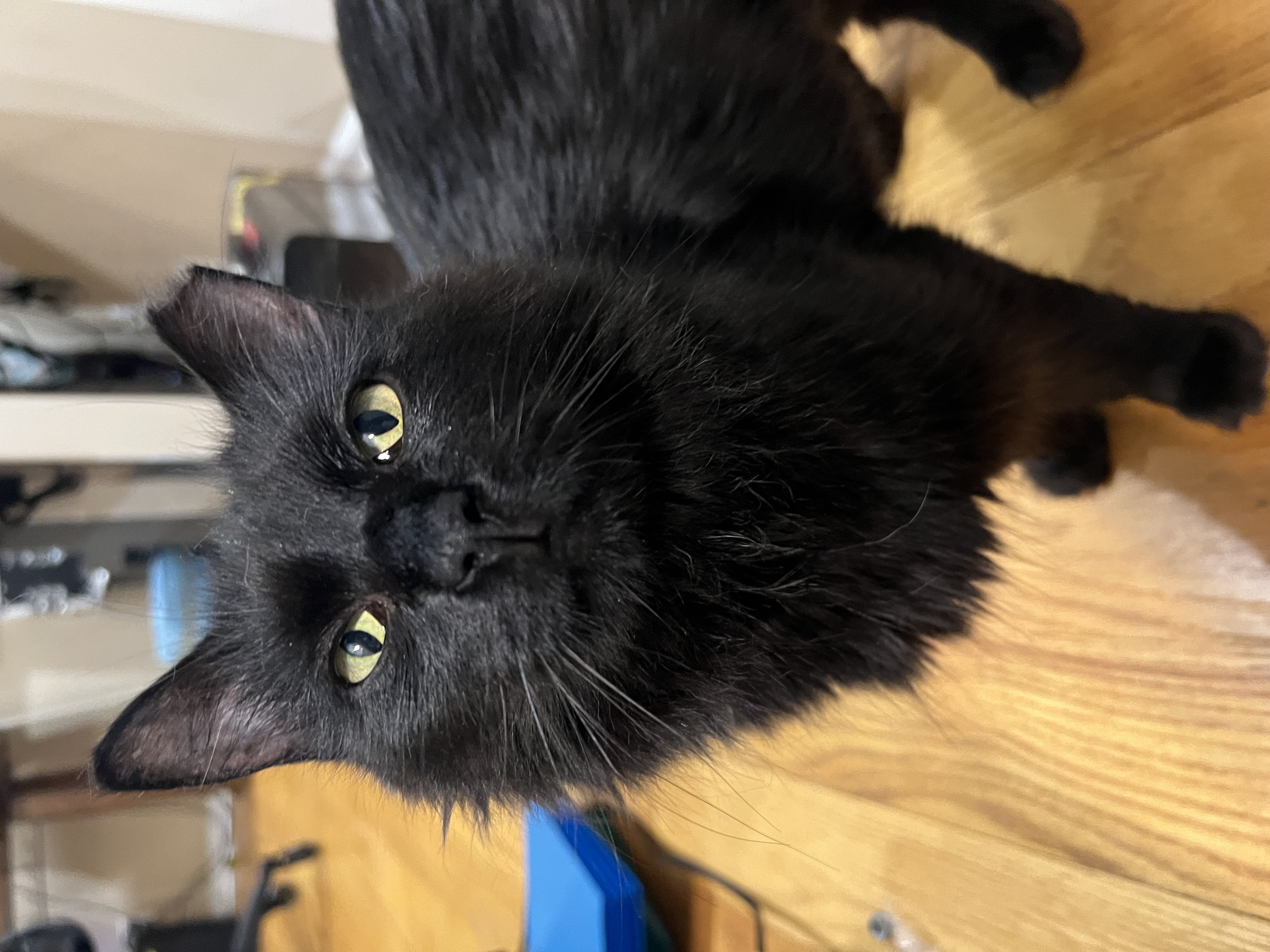 Enlarge Anakin, an adoptable mixed breed in Philadelphia, PA image 3/6