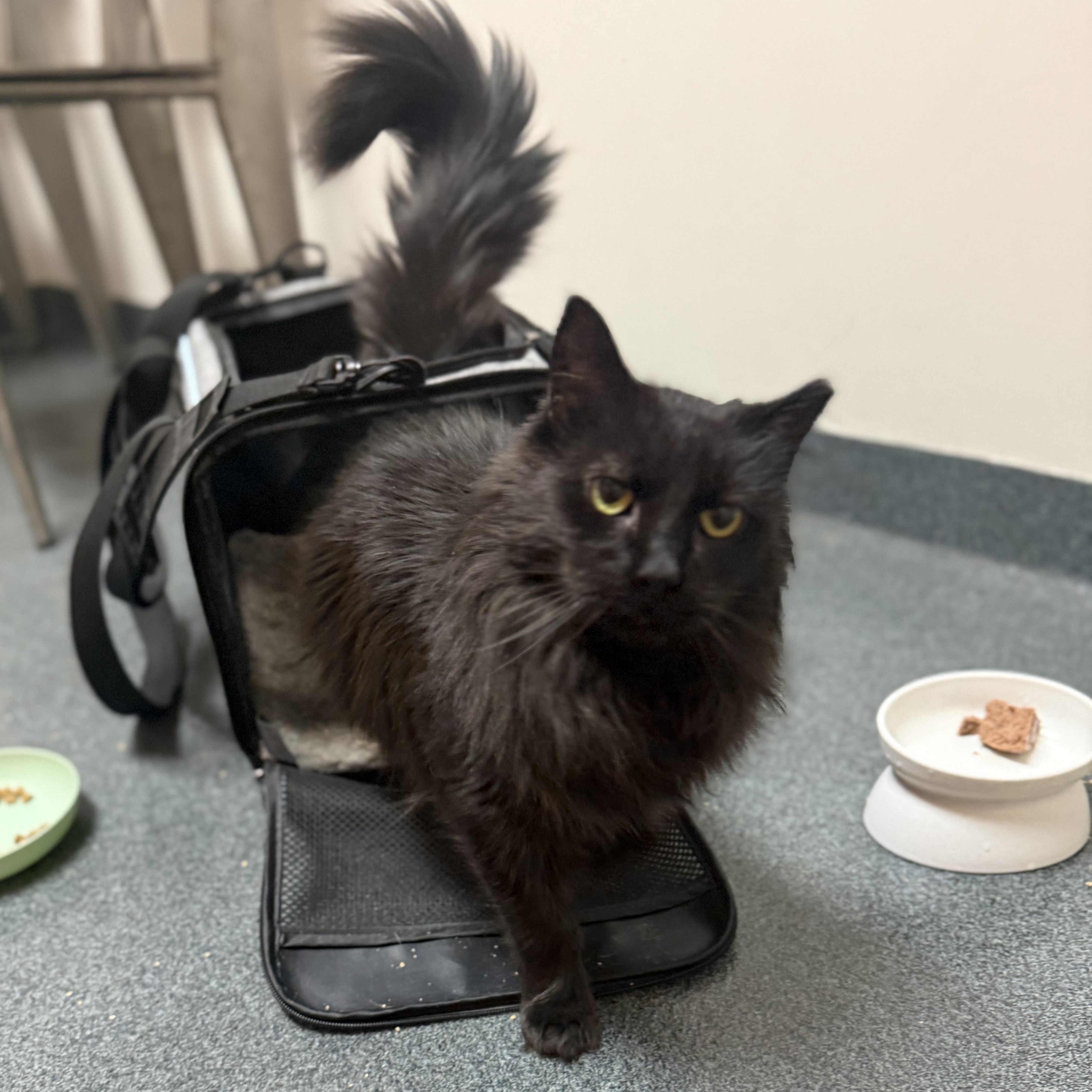 Anakin, adoptable, Adult Male Domestic Short Hair & Domestic Medium Hair.