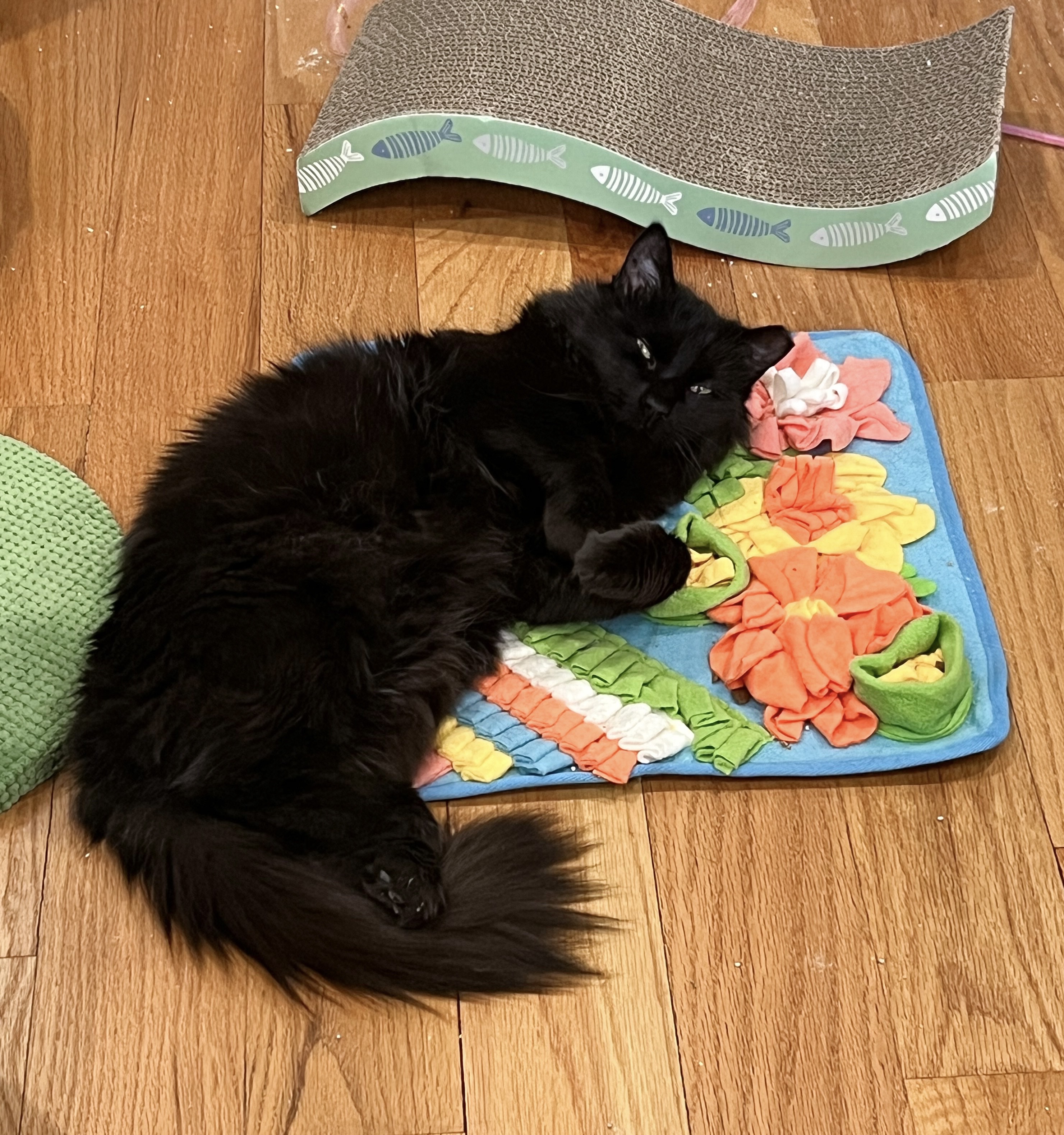 Enlarge Anakin, an adoptable mixed breed in Philadelphia, PA image 6/6