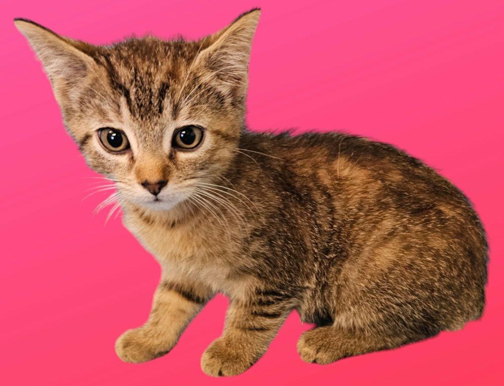 Cat for adoption Rainbow Dash, a Domestic Short Hair & Torbie Mix in