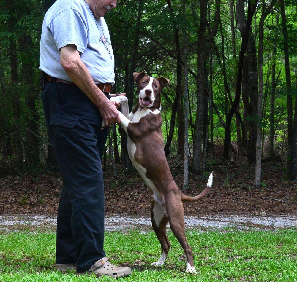 Jimmy, Adoptable, Young Male Labrador Retriever & Pointer.