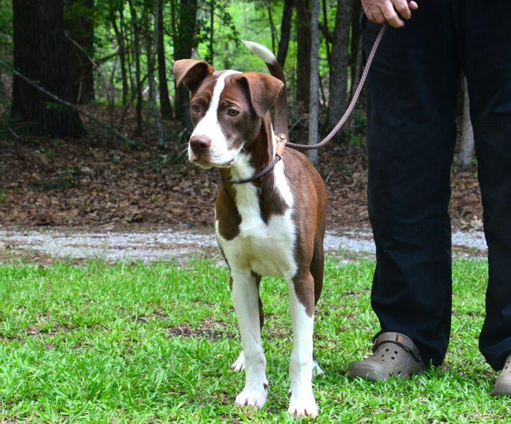 Jimmy, a Adoptable mixed breed in Willingboro, NJ image 2/6