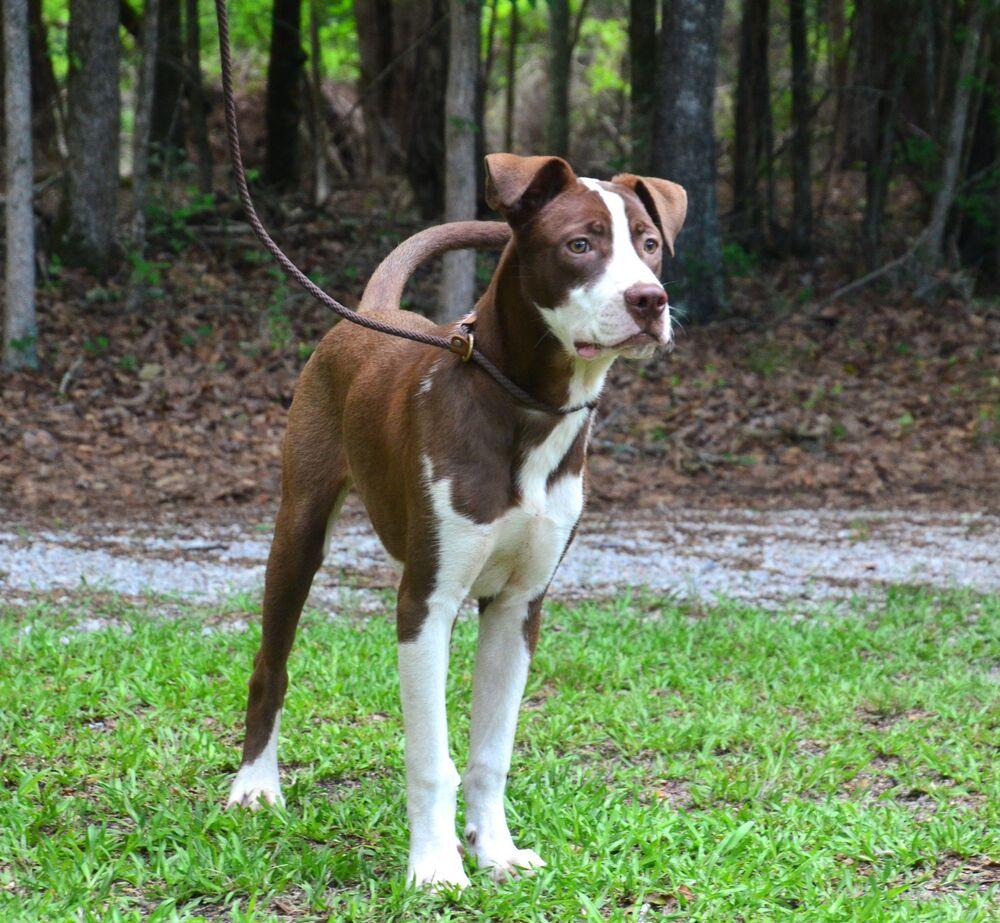 Jimmy, a Adoptable mixed breed in Willingboro, NJ image 3/6