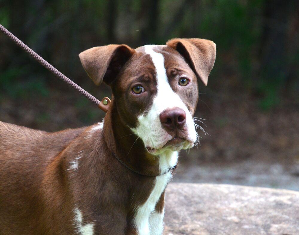 Jimmy, a Adoptable mixed breed in Willingboro, NJ image 4/6