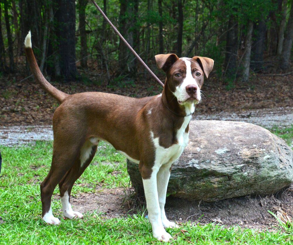 Jimmy, a Adoptable mixed breed in Willingboro, NJ image 5/6