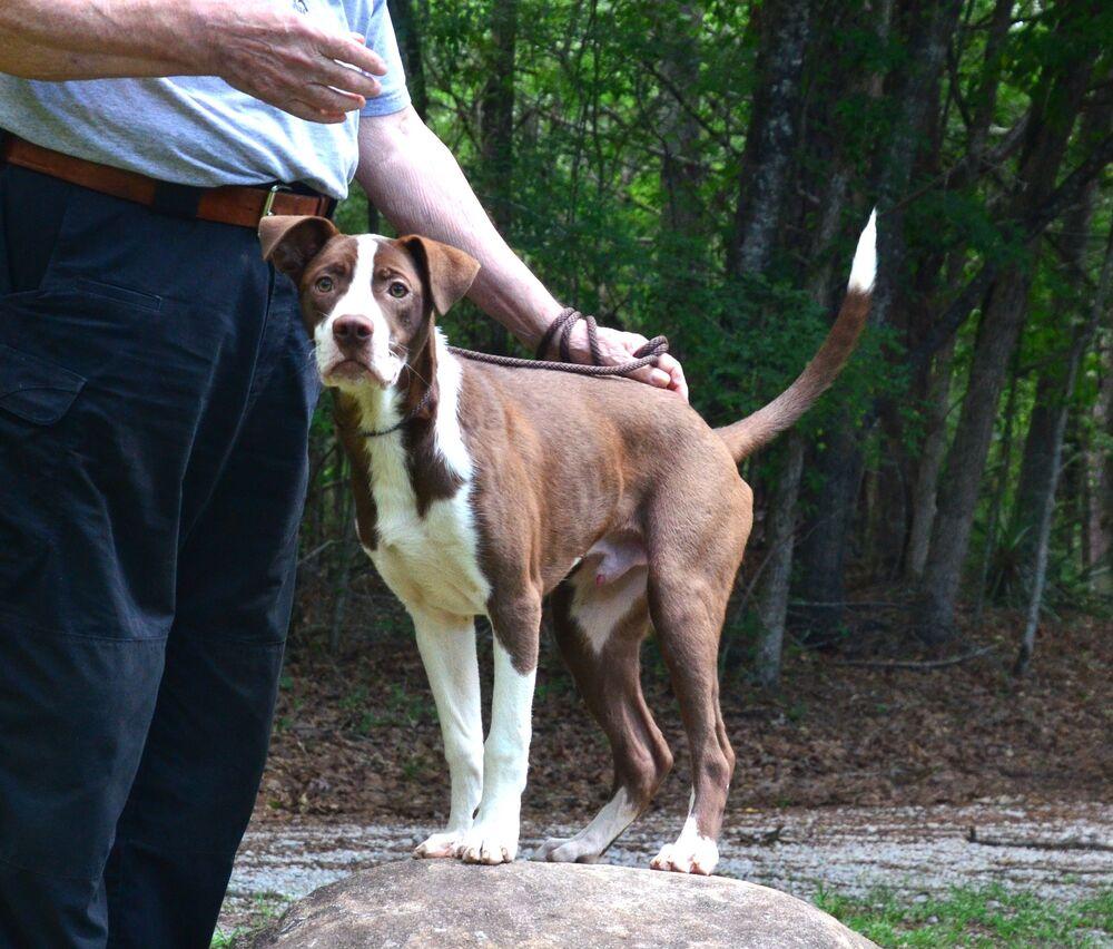 Jimmy, a Adoptable mixed breed in Willingboro, NJ image 6/6