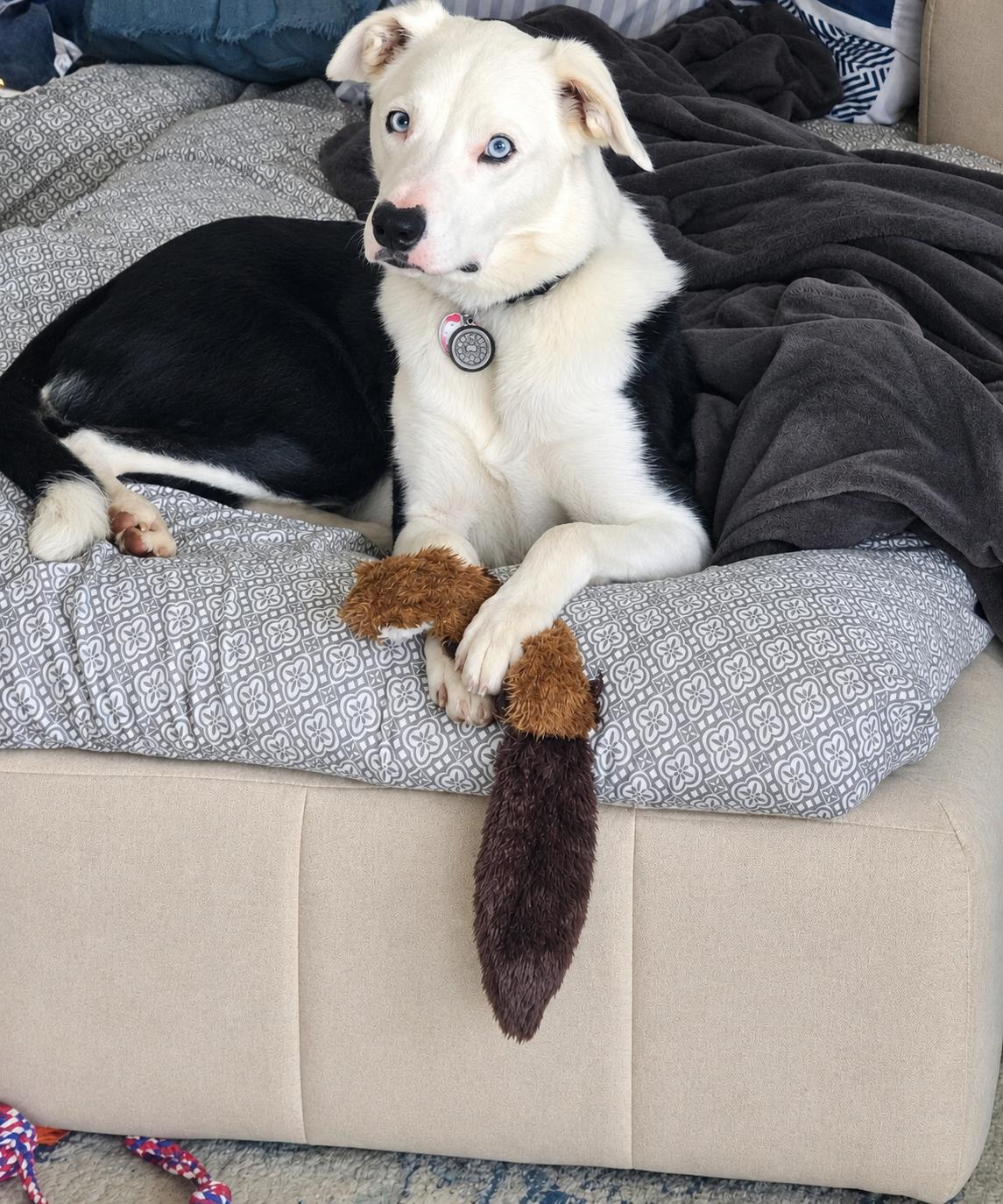 Enlarge OREO - COURTESY LISTING, a Adoptable Border Collie in Raleigh, NC image 4/5