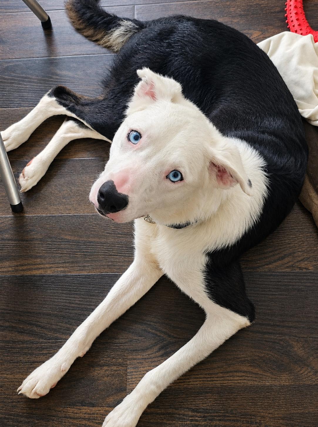 Enlarge OREO - COURTESY LISTING, a Adoptable Border Collie in Raleigh, NC image 3/5
