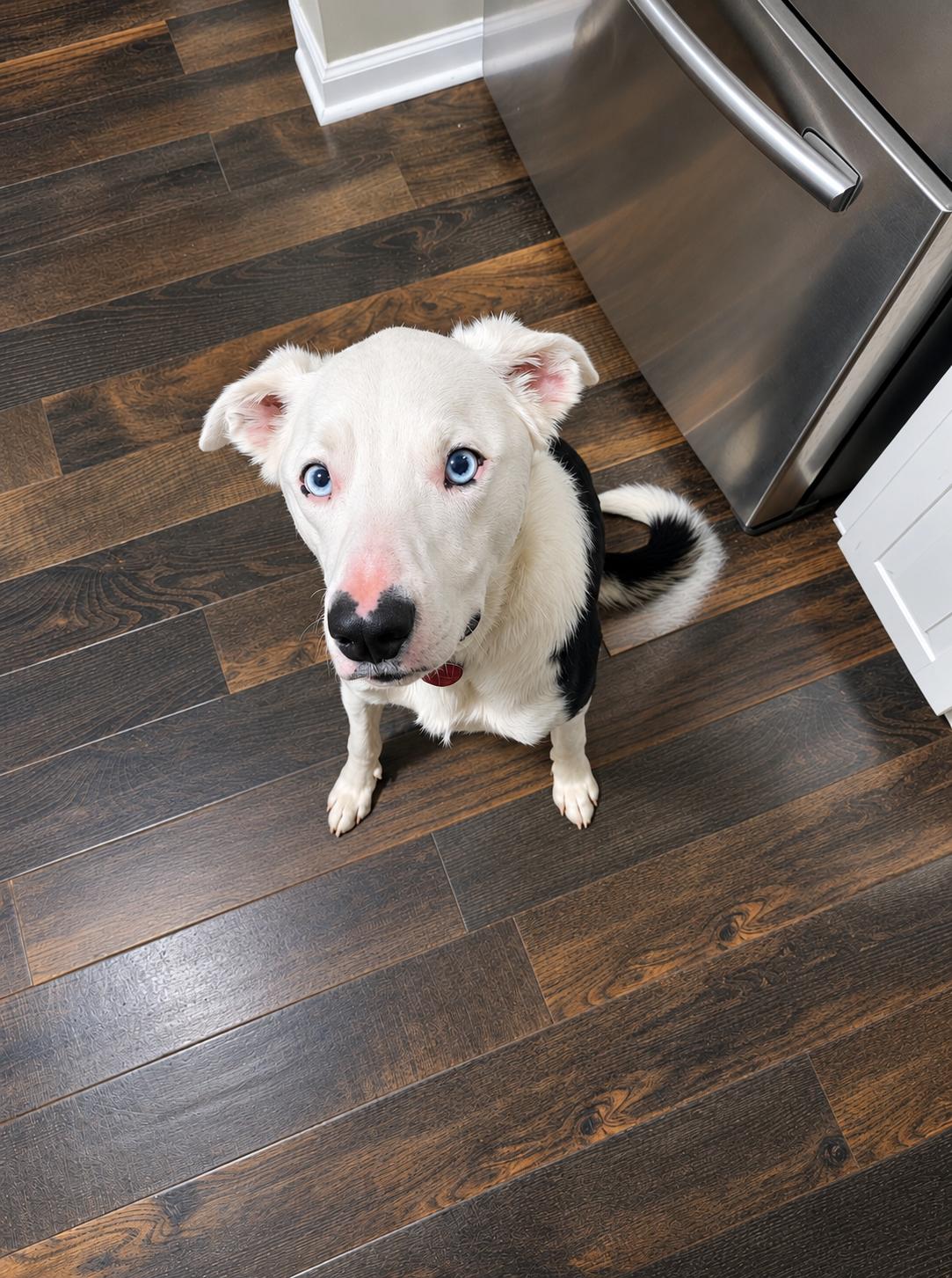 Enlarge OREO - COURTESY LISTING, a Adoptable Border Collie in Raleigh, NC image 5/5