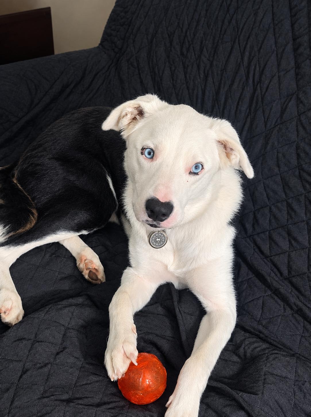 Enlarge OREO - COURTESY LISTING, a Adoptable Border Collie in Raleigh, NC image 1/5