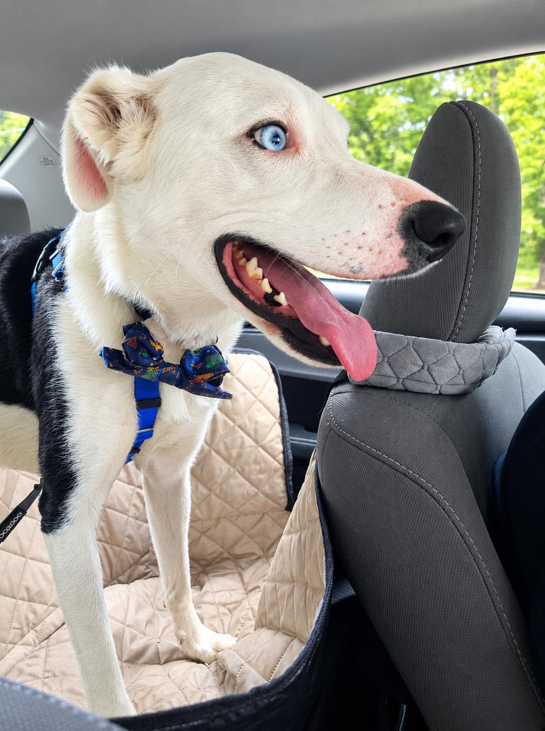 Enlarge OREO - COURTESY LISTING, a Adoptable Border Collie in Raleigh, NC image 2/5