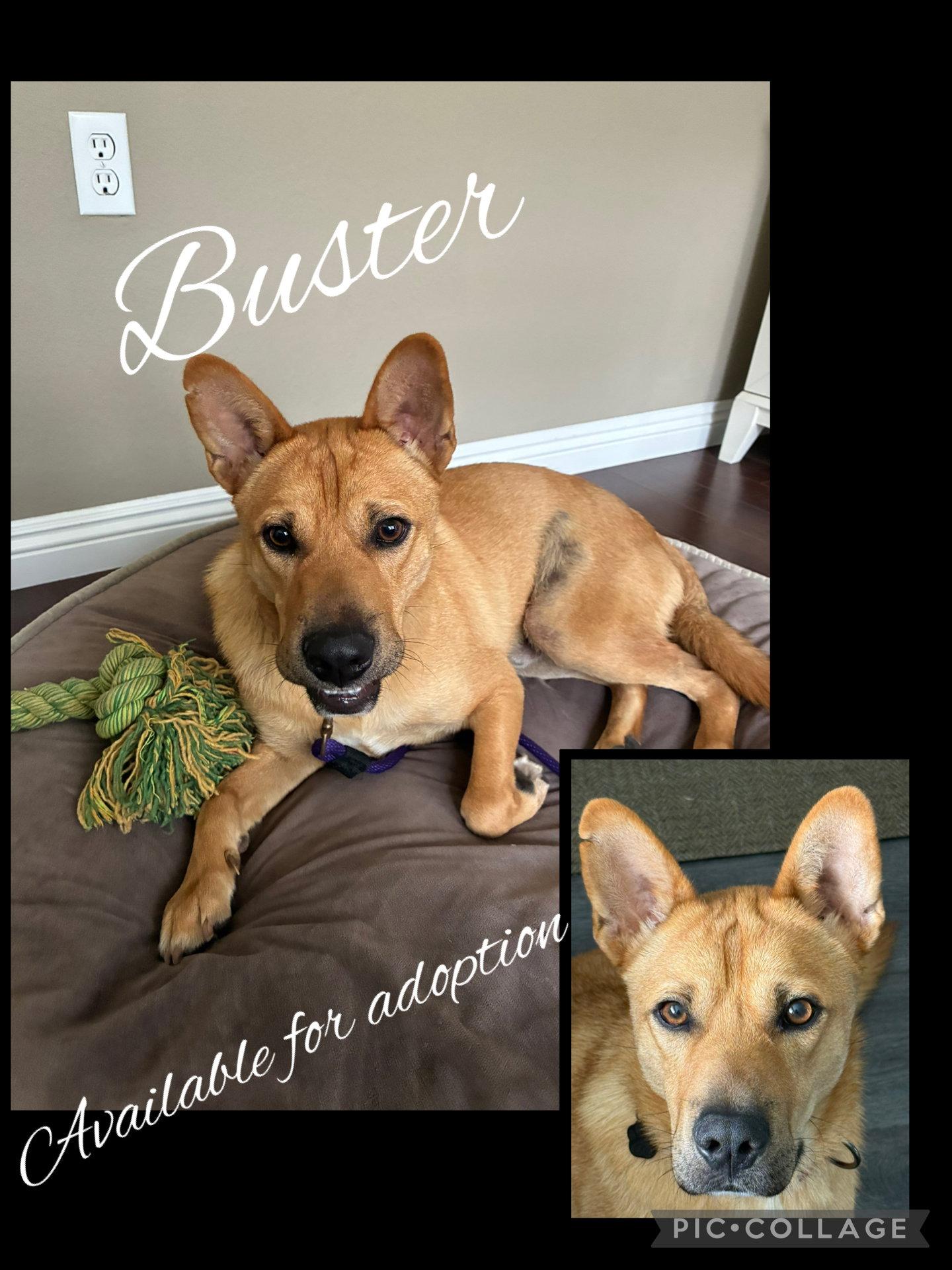Buster, a Adoptable Shepherd in Orange, CA image 2/2