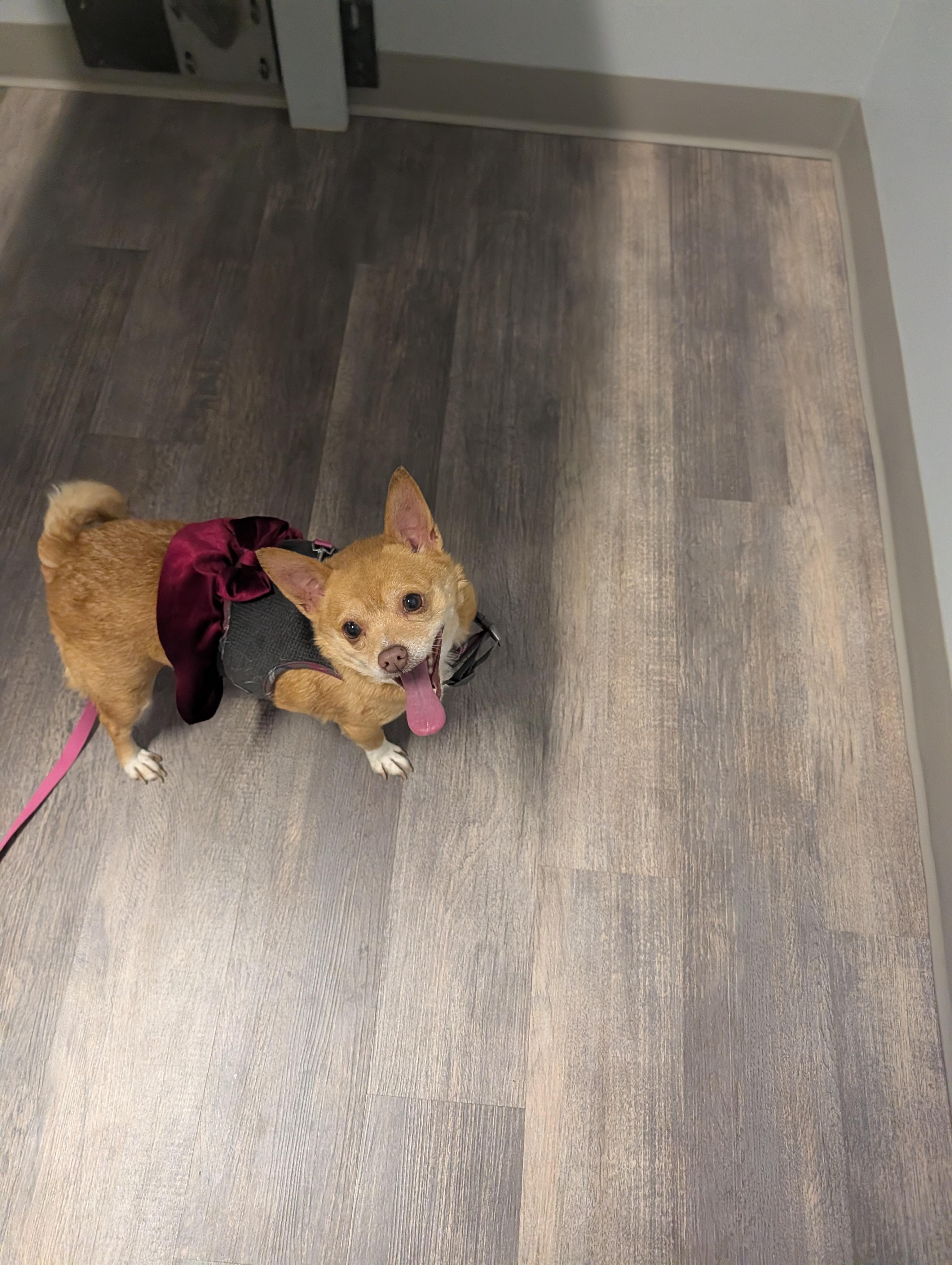 Enlarge Piper, a Adoptable Chihuahua in Richmond, VA image 6/6
