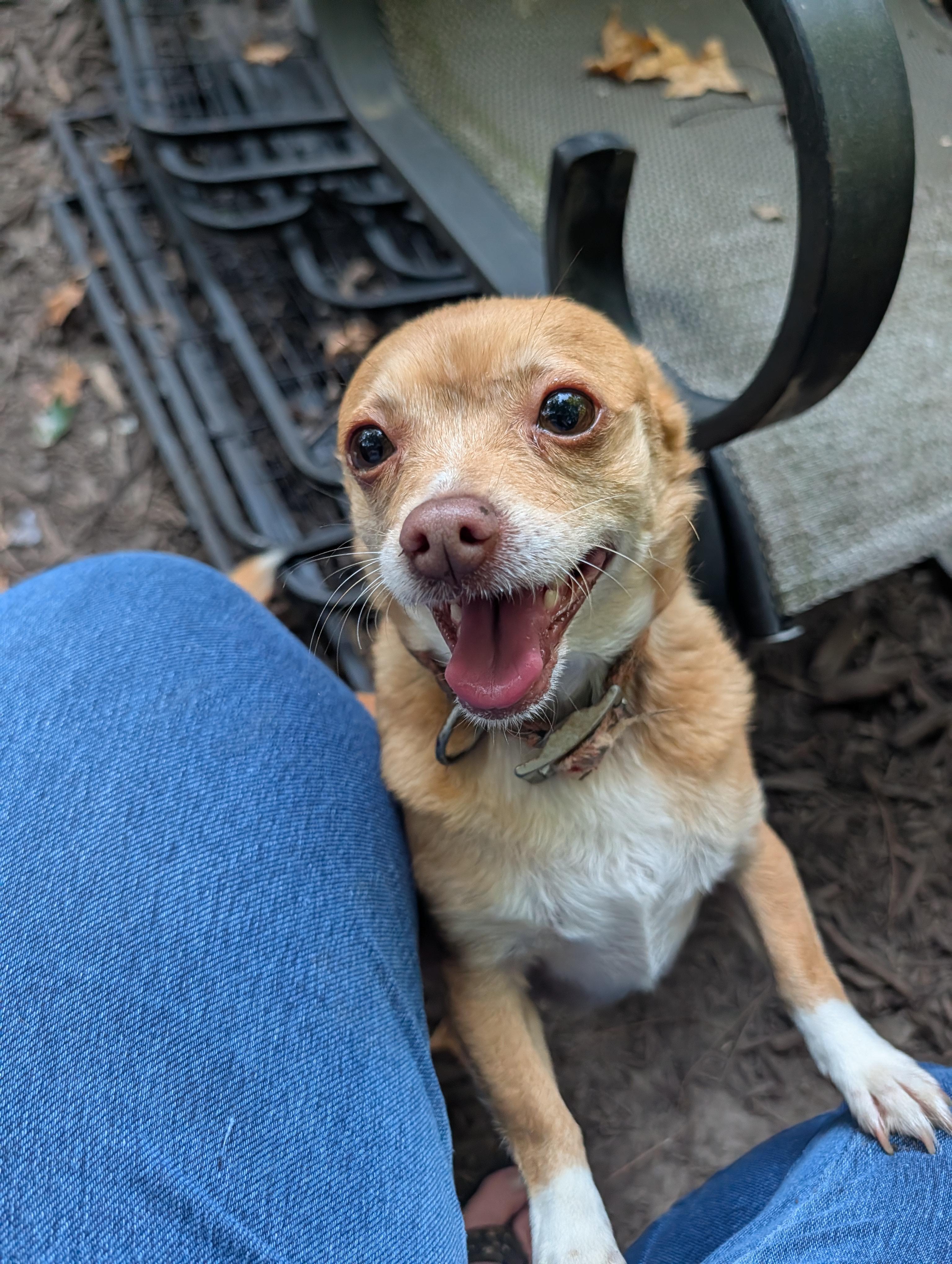 Enlarge Piper, a Adoptable Chihuahua in Richmond, VA image 3/6