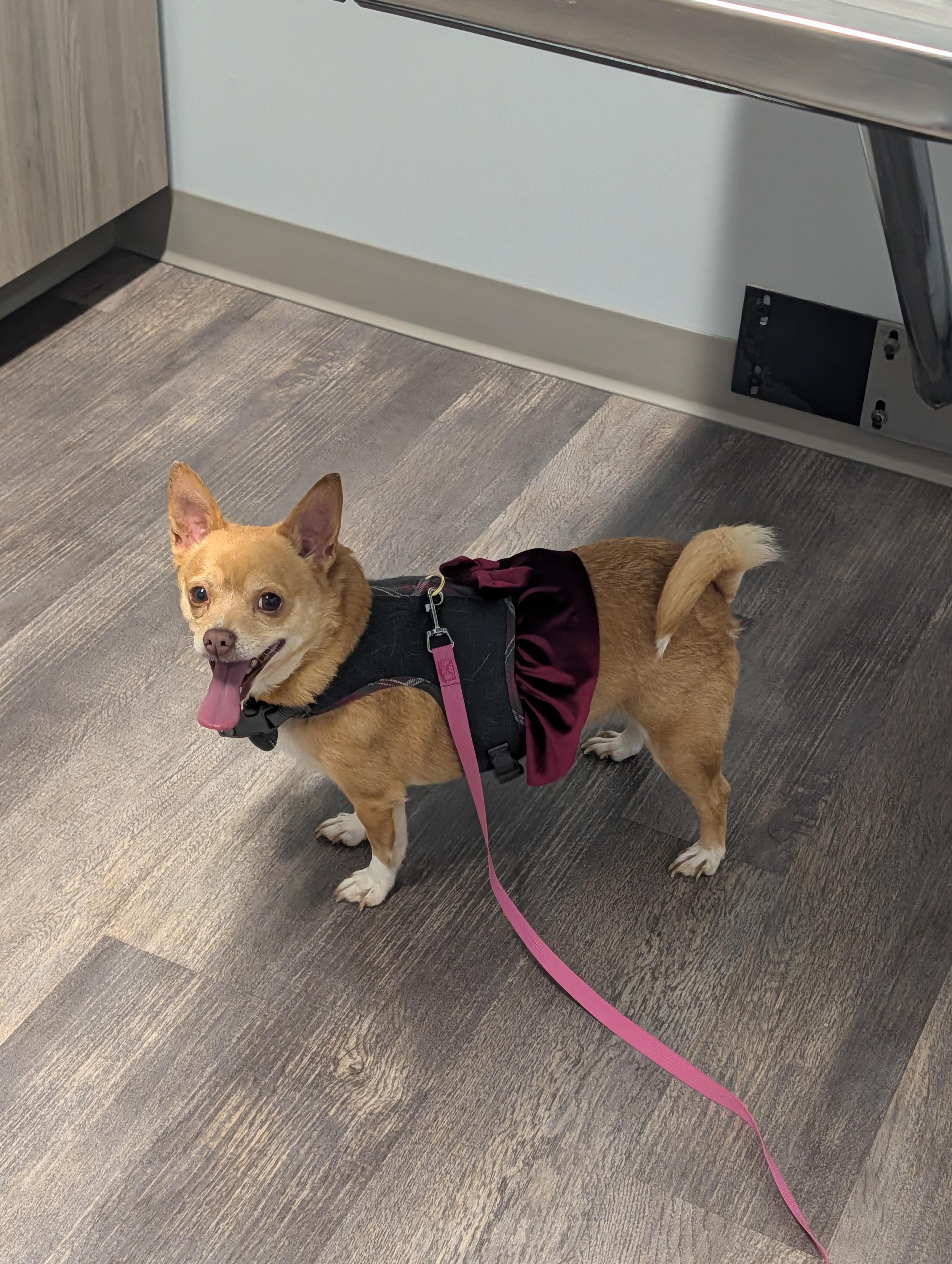 Enlarge Piper, a Adoptable Chihuahua in Richmond, VA image 5/6