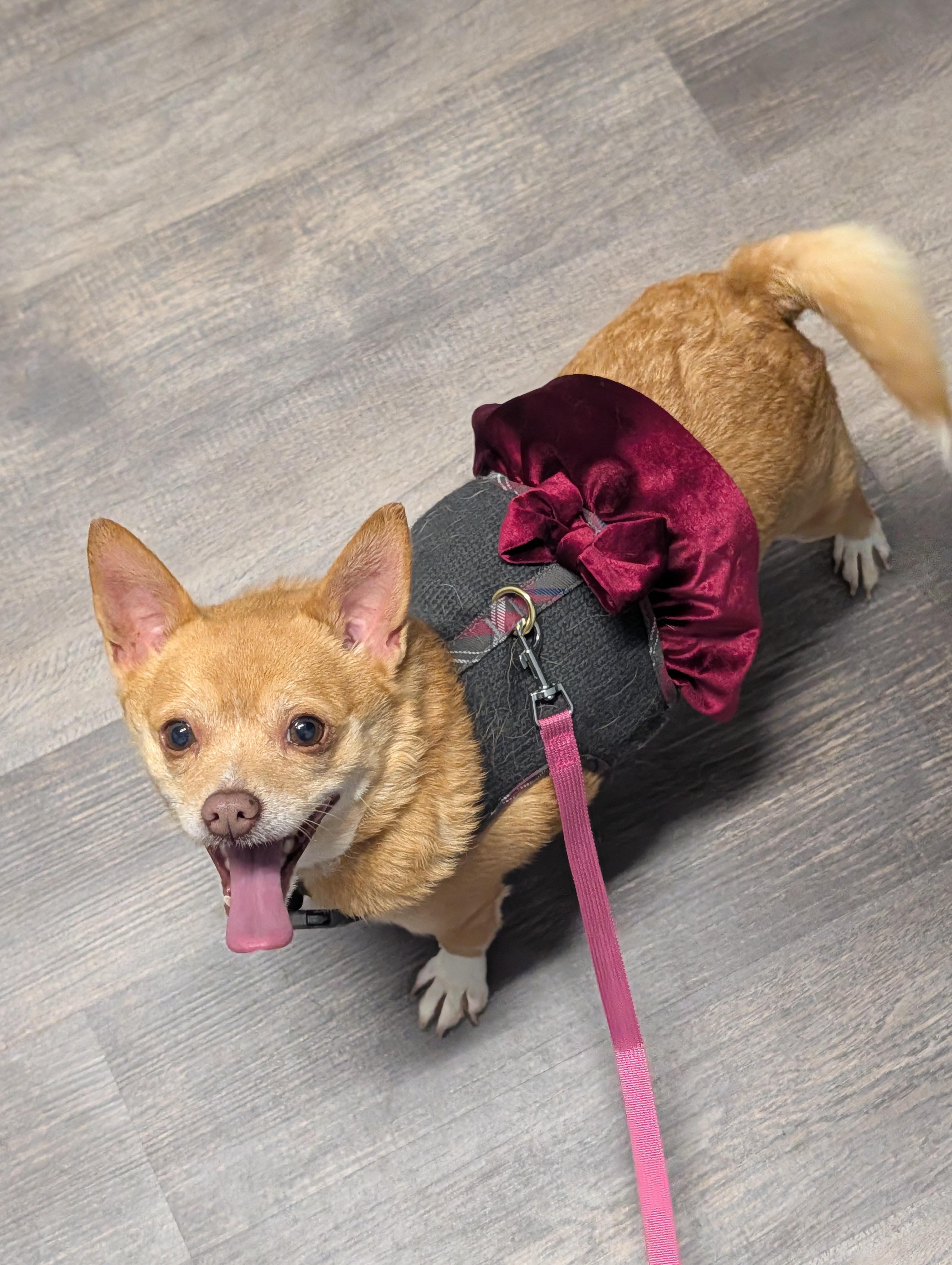 Piper, Adoptable, Adult Female Chihuahua.