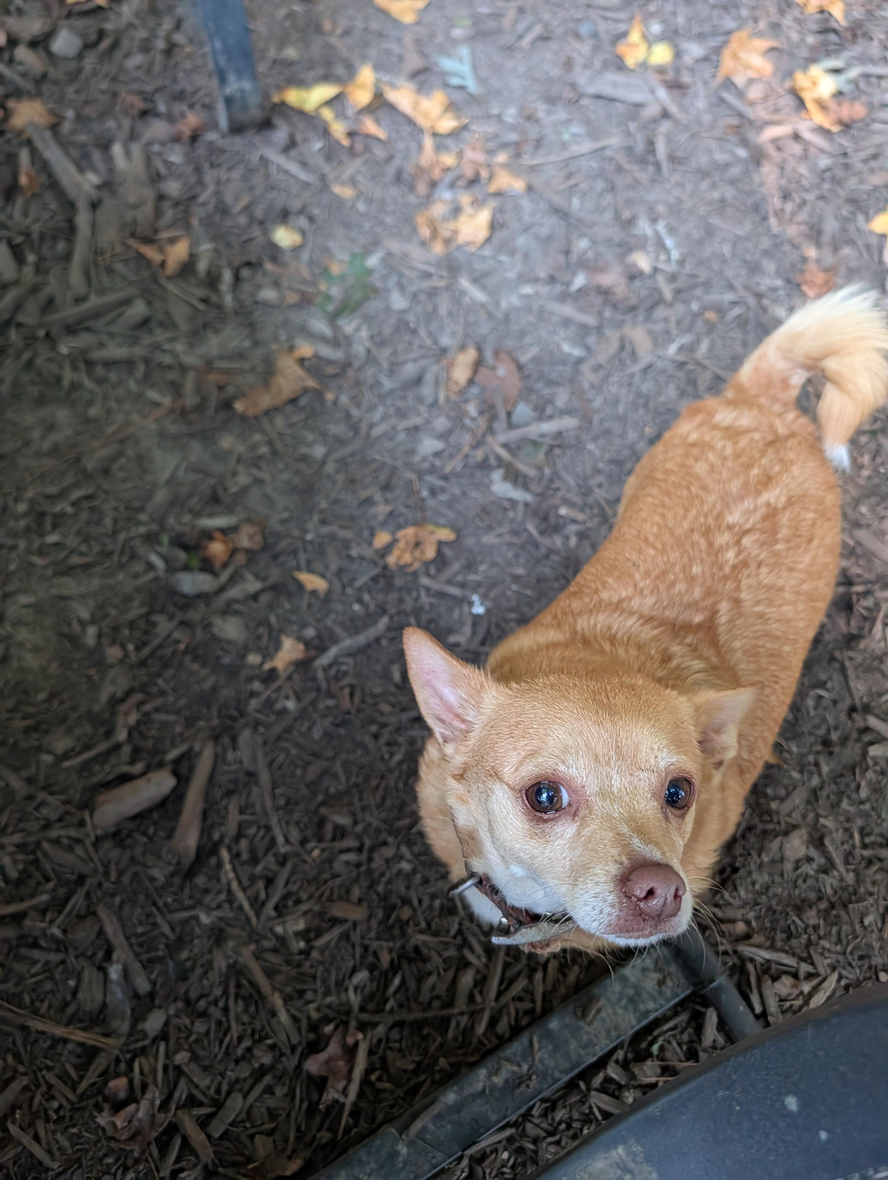 Enlarge Piper, a Adoptable Chihuahua in Richmond, VA image 2/6