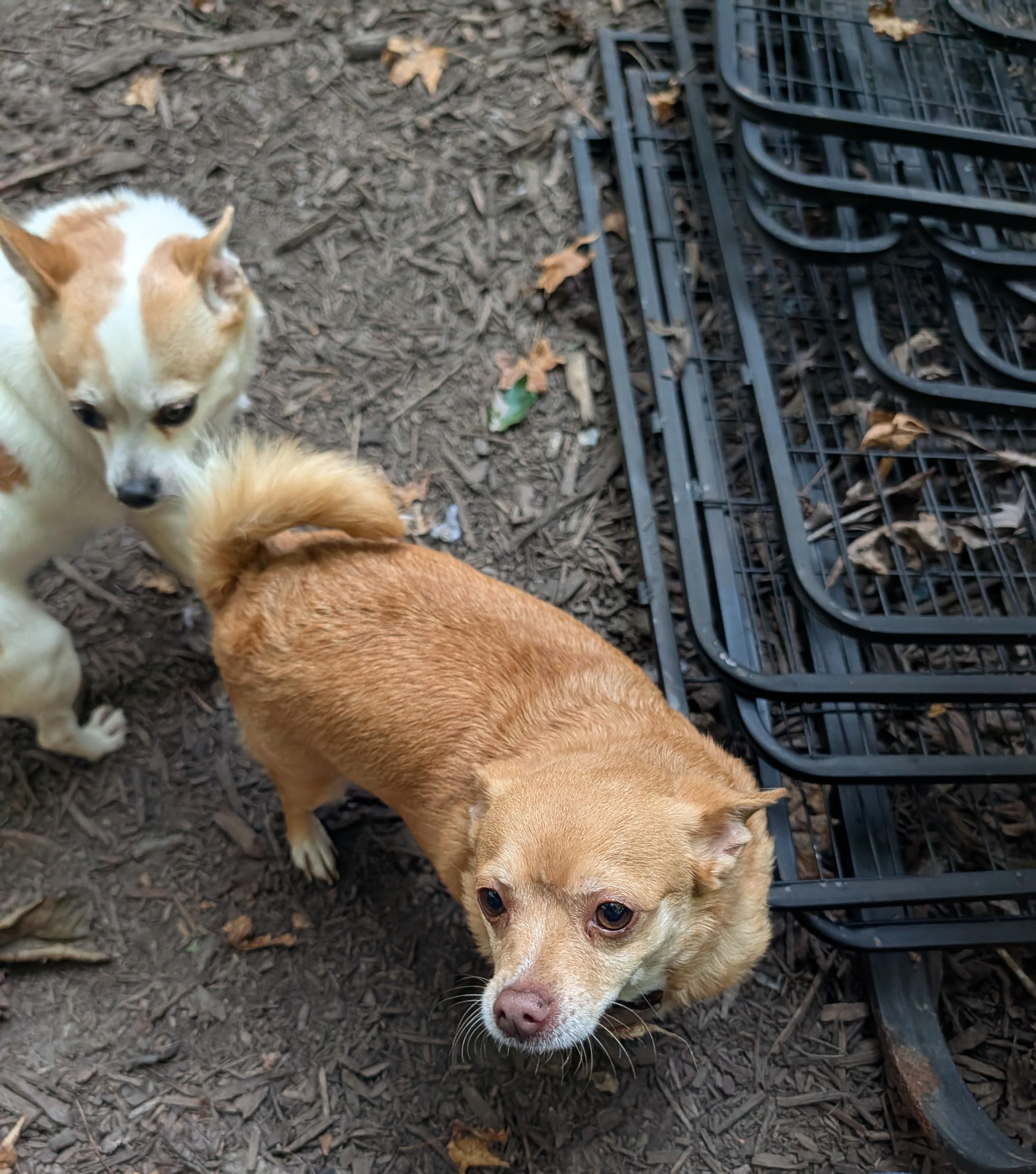 Enlarge Piper, a Adoptable Chihuahua in Richmond, VA image 4/6