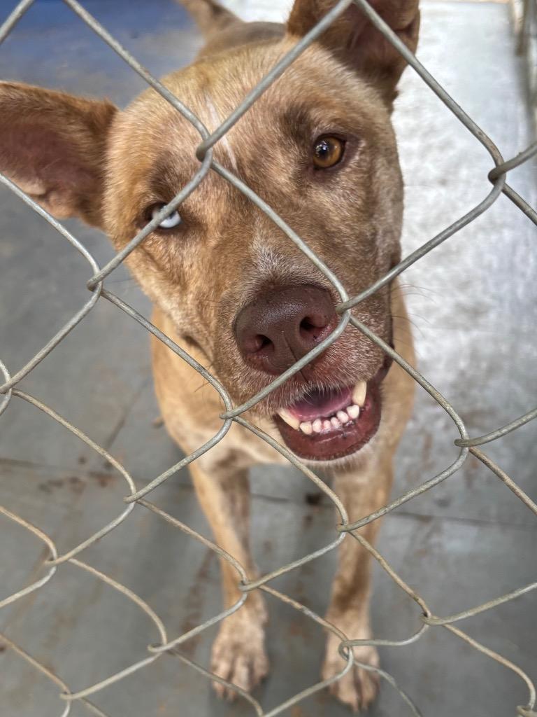 Enlarge Maia, a Adoptable mixed breed in Ruston, LA image 1/2