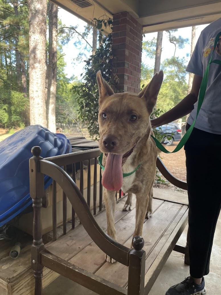 Enlarge Maia, a Adoptable mixed breed in Ruston, LA image 1/4