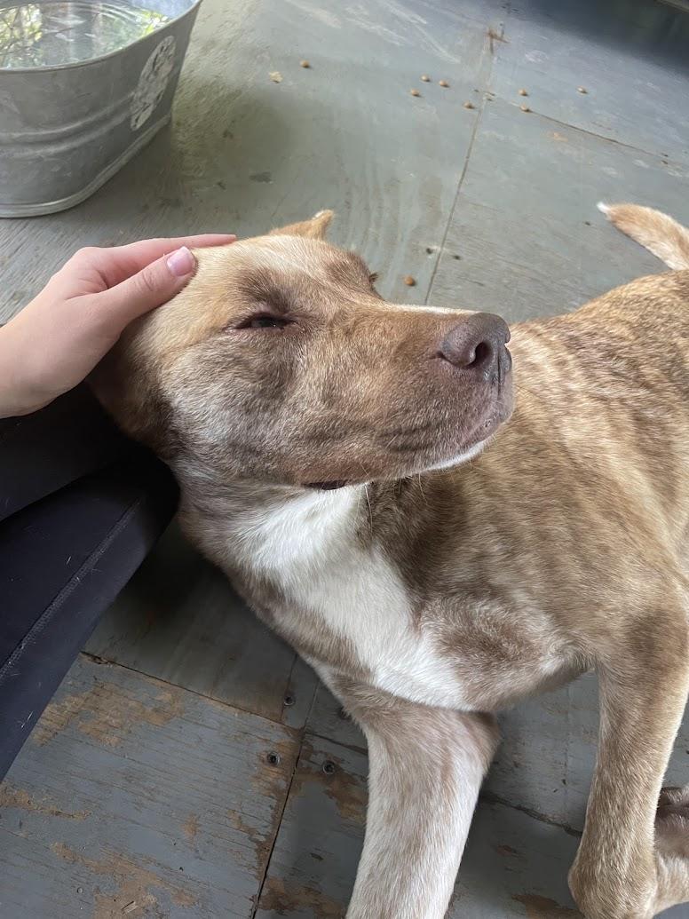 Enlarge Maia, a Adoptable mixed breed in Ruston, LA image 3/4