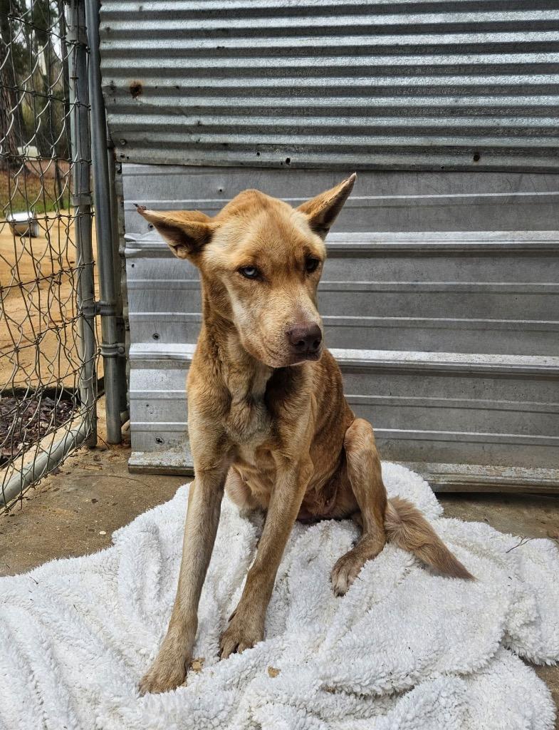 Enlarge Maia, a Adoptable mixed breed in Ruston, LA image 2/2
