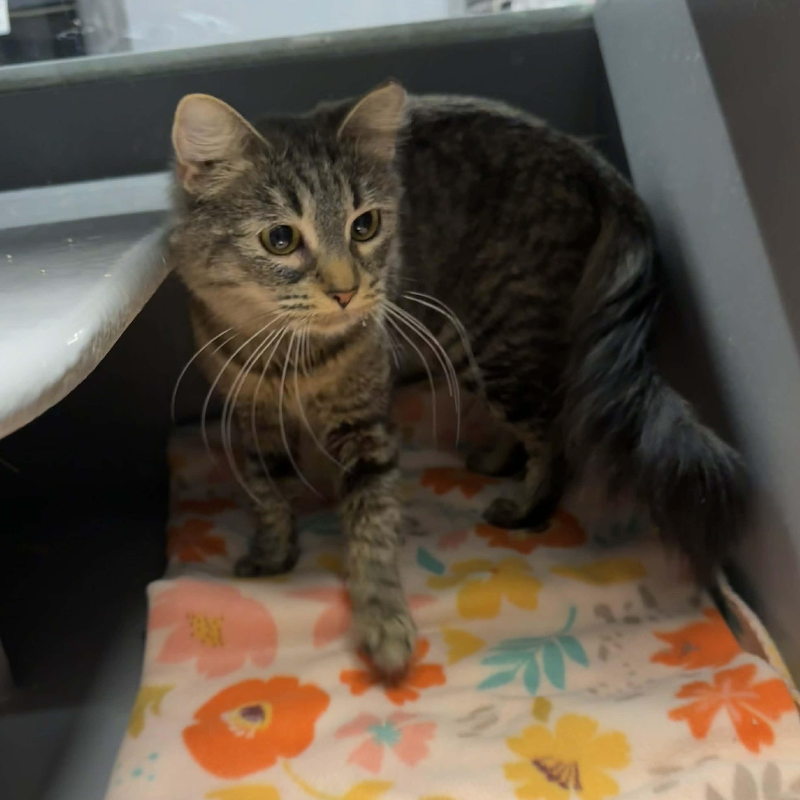 Enlarge Jaleesa, an adopted mixed breed in Antioch, CA image 1/1