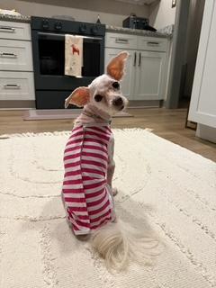 Bessy, ADOPTABLE, Young Female Maltese.