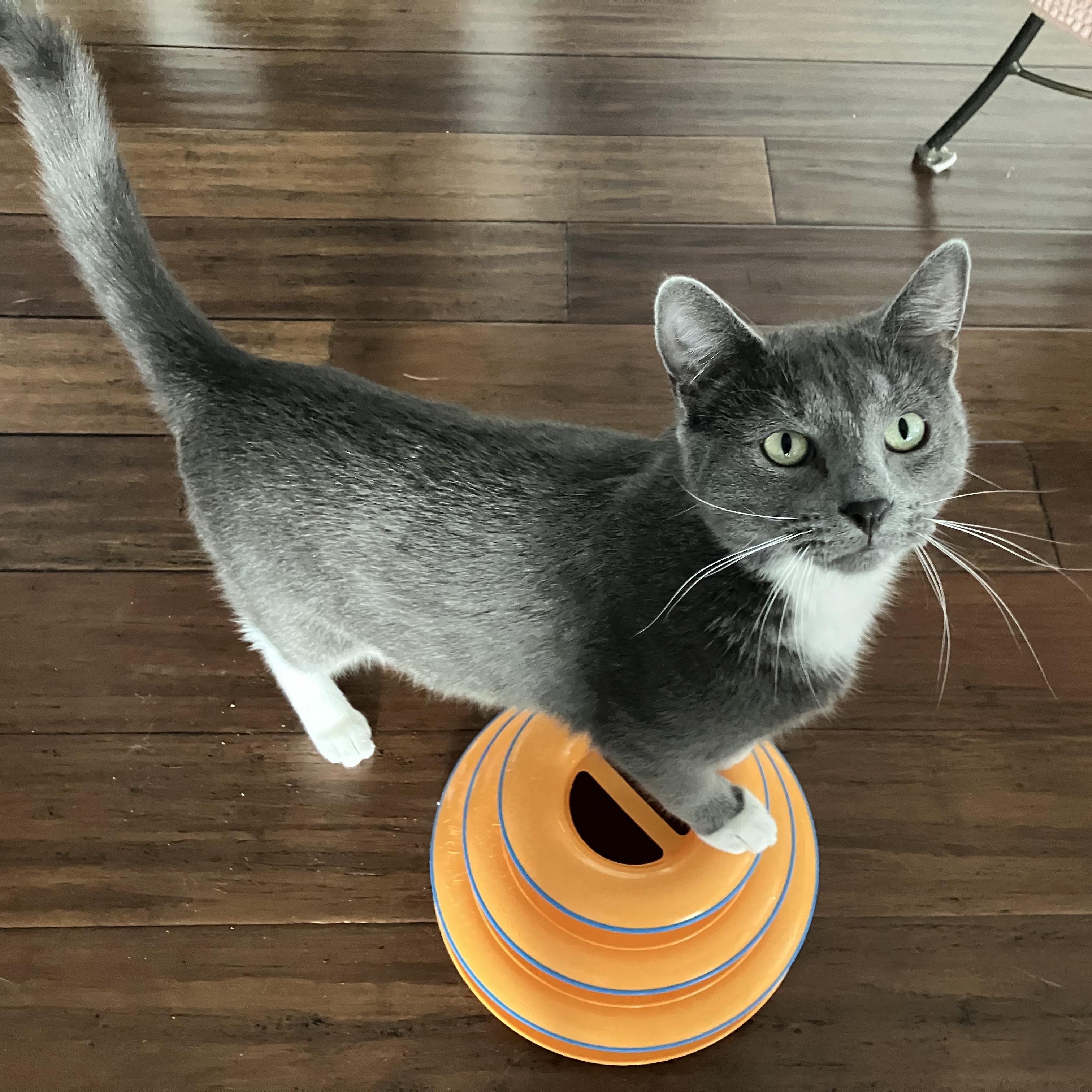 Monk, an adoptable Domestic Short Hair in Unionville, MO, 63565 | Photo Image 2