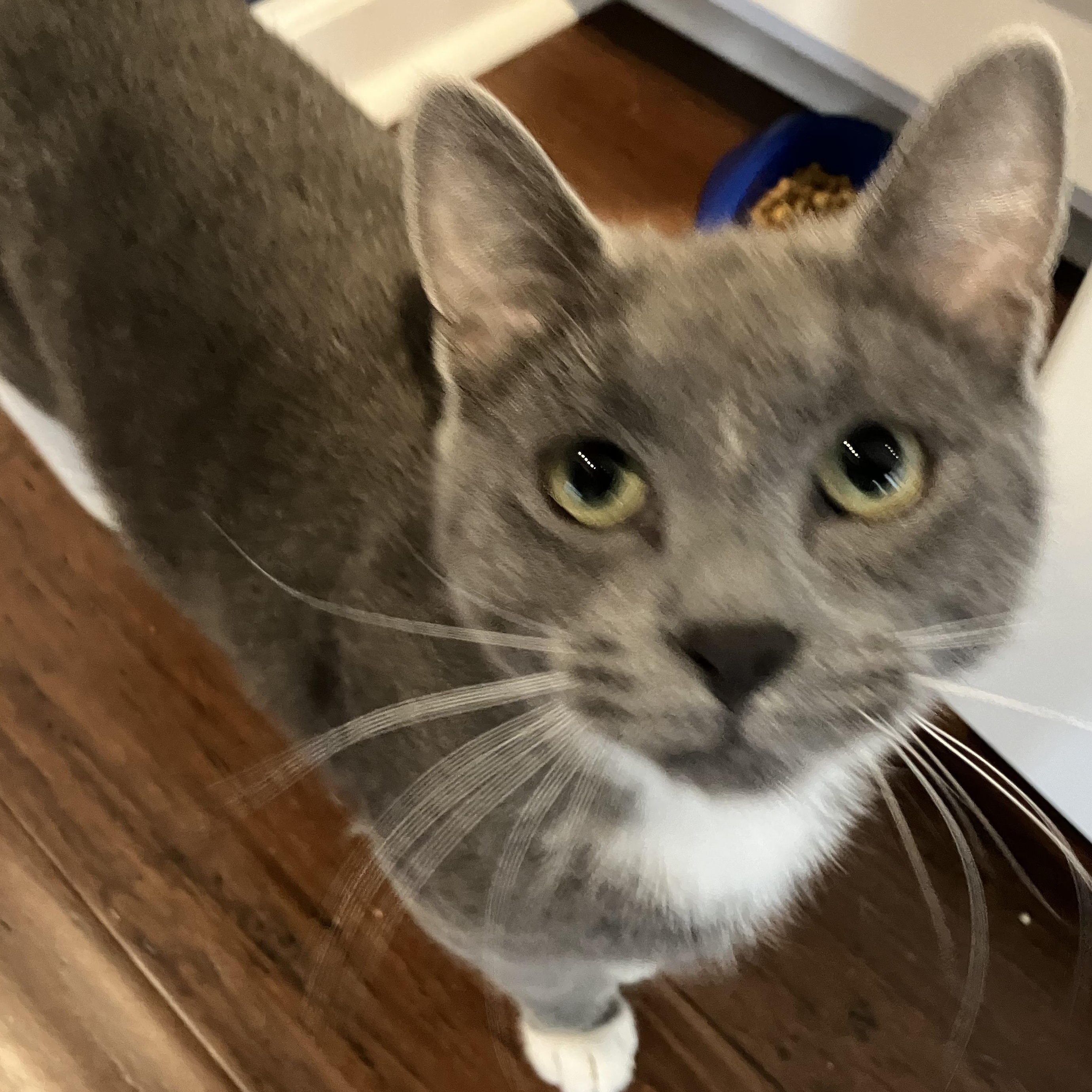 Monk, an adoptable Domestic Short Hair in Unionville, MO, 63565 | Photo Image 1