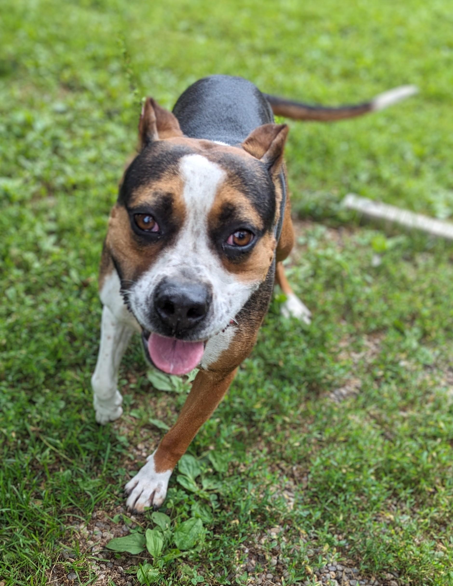 Trixie, Adult Female Labrador Retriever