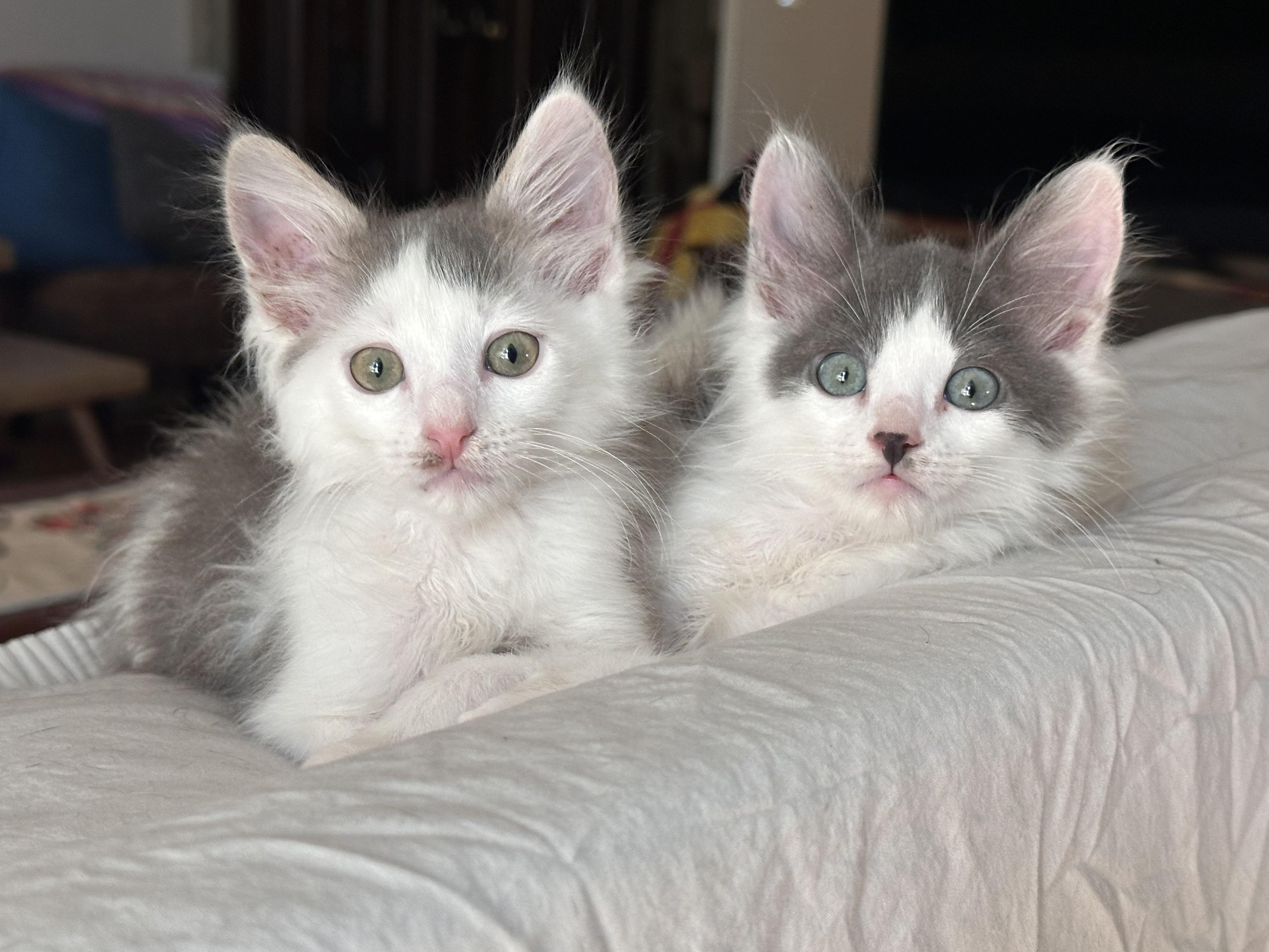 Enlarge Nimbus, a Adoptable Domestic Long Hair in Long Beach, CA image 6/6