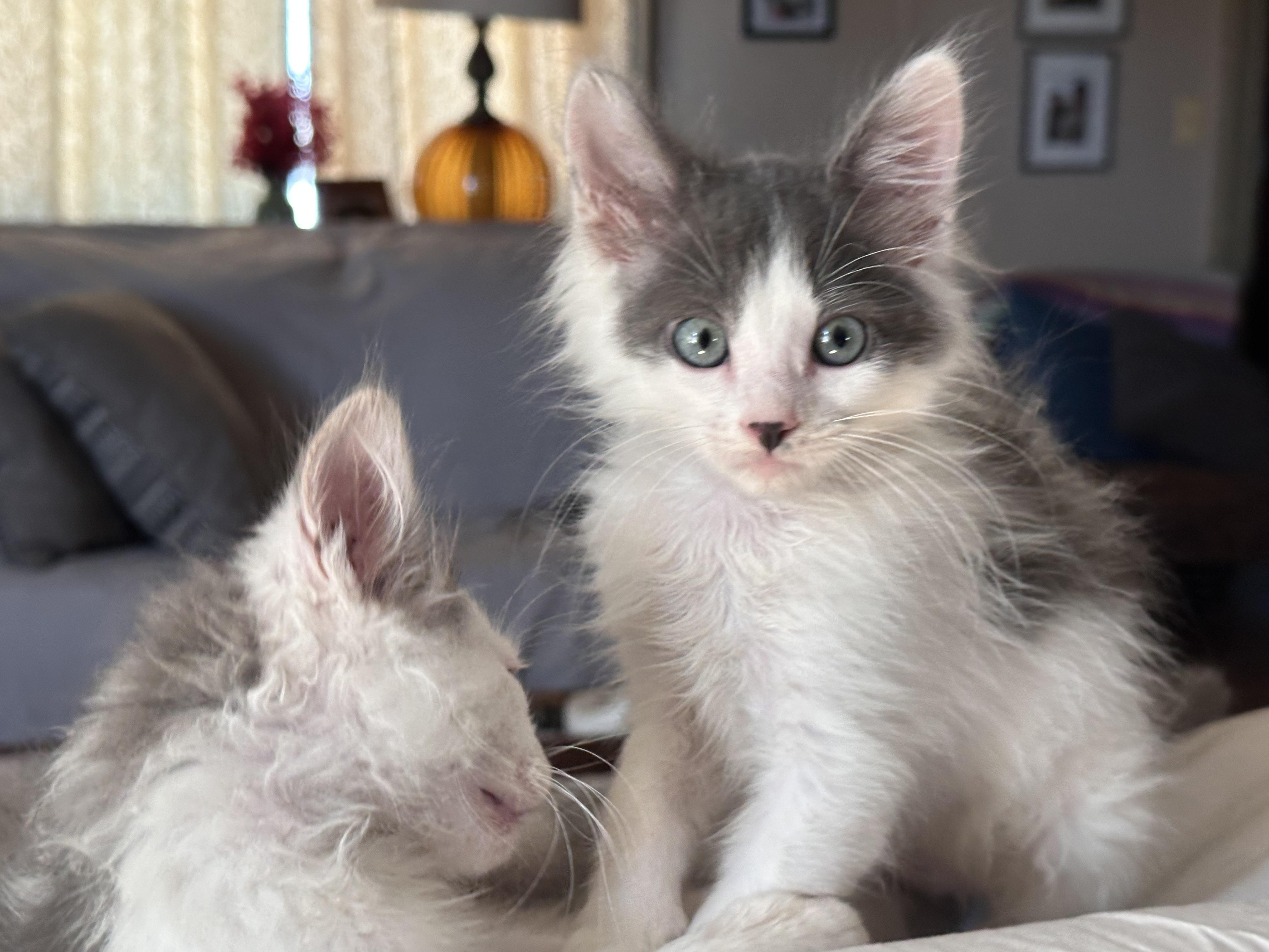 Enlarge Nimbus, a Adoptable Domestic Long Hair in Long Beach, CA image 3/6