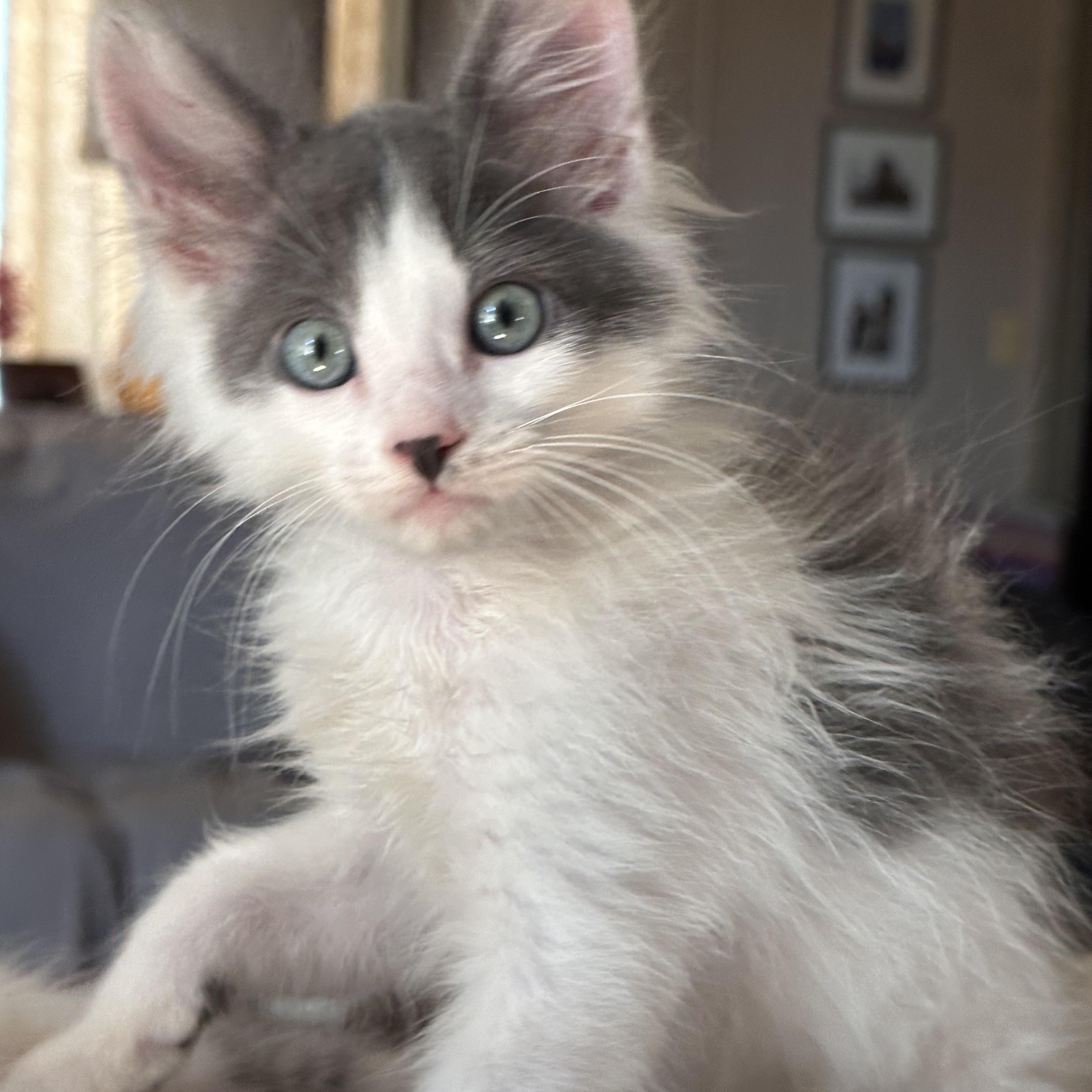 Enlarge Nimbus, a Adoptable Domestic Long Hair in Long Beach, CA image 2/6