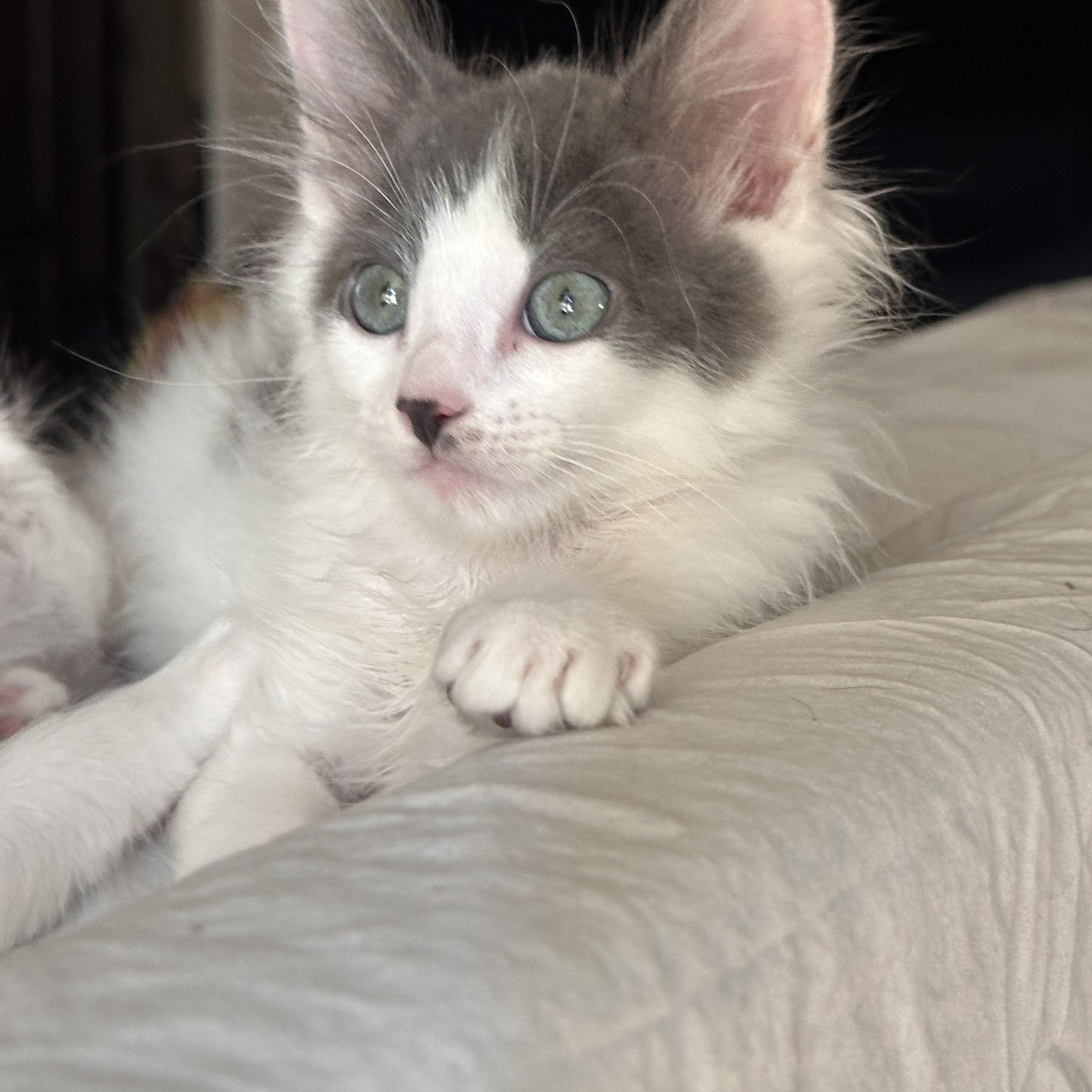 Enlarge Nimbus, a Adoptable Domestic Long Hair in Long Beach, CA image 1/6