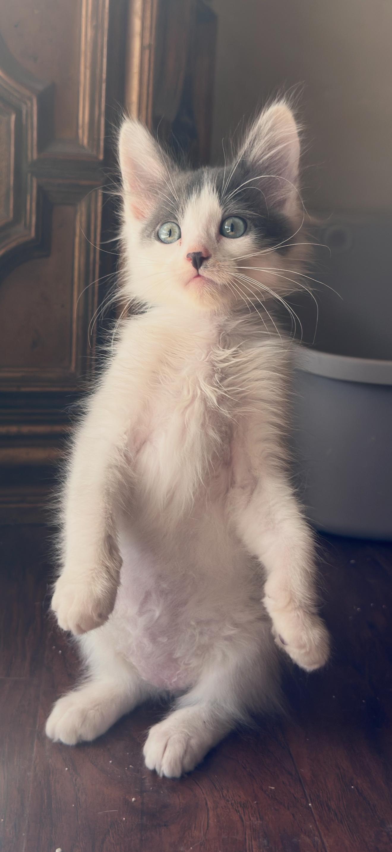 Enlarge Nimbus, a Adoptable Domestic Long Hair in Long Beach, CA image 4/6