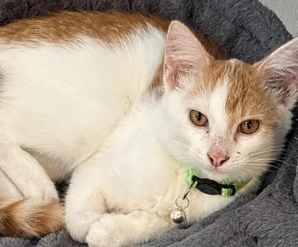 Enlarge Kiwi, a Adoptable mixed breed in Cecil, WI image 1/1