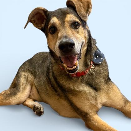 Rambo, Adoptable, Senior Male German Shepherd Dog & Mixed Breed.