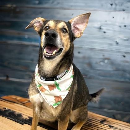 Rambo, Adoptable, Senior Male German Shepherd Dog & Mixed Breed.