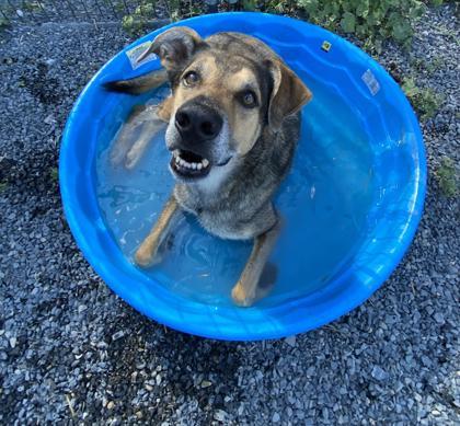 Rambo, a Adoptable mixed breed in Cumberland, MD image 2/3
