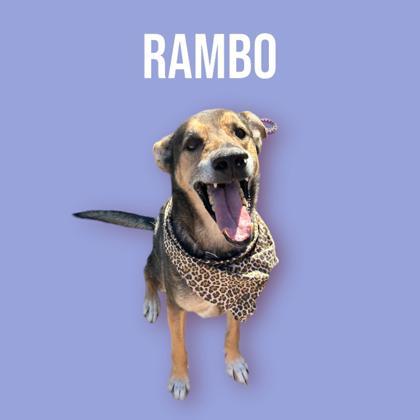 Rambo, a Adoptable mixed breed in Cumberland, MD image 3/3