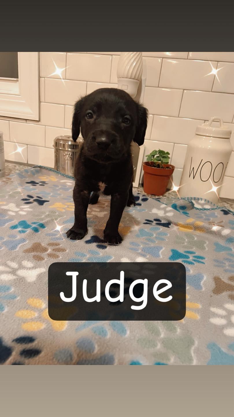 Judge, ADOPTABLE, Puppy Male Labrador Retriever & Cocker Spaniel.